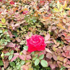 陕西基地优质月季种植量大