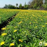 成都木春菊價格（四川木春菊供應）工程木春菊