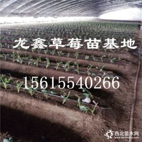 2019年红颜草莓苗.2019年红颜草莓苗价格低