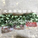 奶油草莓苗价格.