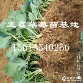 小白草莓苗、小白草莓苗每日报价.