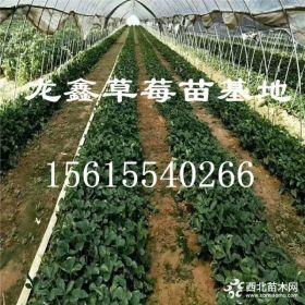 供应妙香草莓苗.供应妙香草莓苗报价