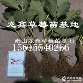 艳丽草莓苗多少钱一支.