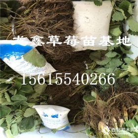 白雪公主草莓苗价格.白雪公主草莓苗价格多少