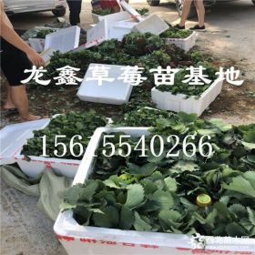 基地出售红颜草莓苗.基地出售红颜草莓苗价格多少