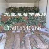 白草莓苗价格.白草莓苗今年价格