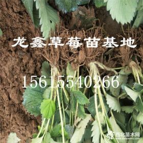 妙香草莓苗、妙香草莓苗多少钱.