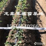 甘露草莓苗哪里有卖的、甘露草莓苗价格多少