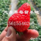 牛奶草莓苗哪里有卖的、牛奶草莓苗哪里有卖的