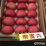 新品種眾成一號蘋果樹苗、眾成一號蘋果樹苗價錢