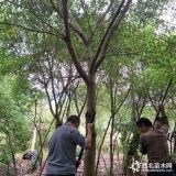 福建米徑8-30公分紅皮榕種植基地