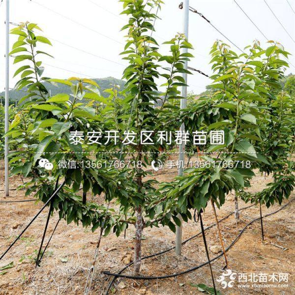 俄羅斯8號(hào)櫻桃苗 俄羅斯8號(hào)櫻桃苗價(jià)格及報(bào)價(jià)