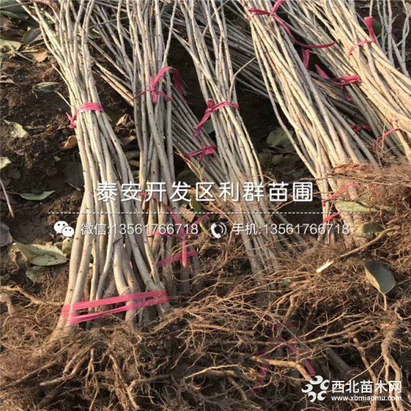 罗亚理樱桃苗、罗亚理樱桃树苗、罗亚理樱桃树苗价格