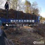 山东樱桃苗 山东樱桃苗新品种 山东樱桃苗价格多少