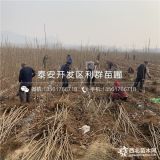 矮化美早櫻桃苗、矮化美早櫻桃苗多少錢一棵、矮化美早櫻桃苗價(jià)格