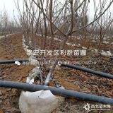 车厘子樱桃树苗 车厘子大樱桃树苗 山东车厘子大樱桃树苗价格