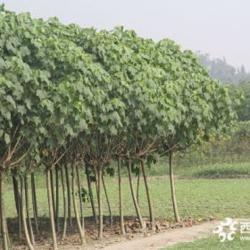 四川5公分木芙蓉基地批发量大从优