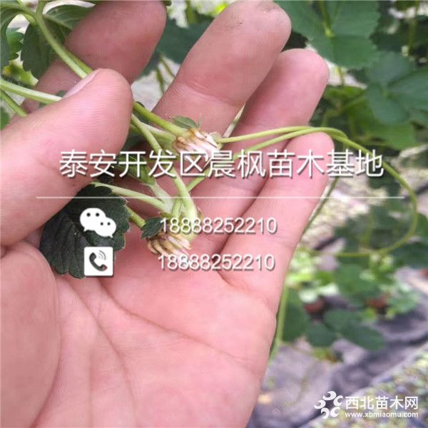 西梅苗出售价格；草莓苗批发多少钱