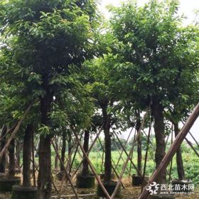 苗圃直銷米徑6-50公分大葉榕價格實惠