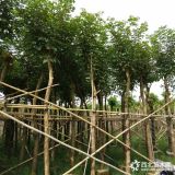 福建漳州米徑5-30公分黃花風(fēng)鈴木產(chǎn)地全新報價表