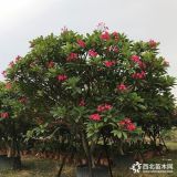 高度1-4米雞蛋花價(jià)格多少