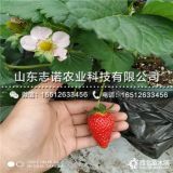 白草莓苗、白草莓苗批发