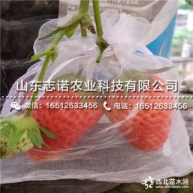 佐贺清香草莓苗多少钱 佐贺清香草莓苗出售基地