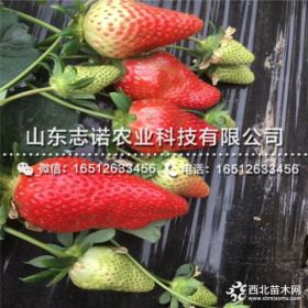 草莓苗出售、草莓苗价格、新品种草莓苗批发