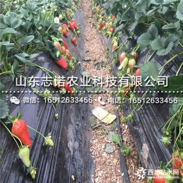 奶油草莓苗多少钱一棵 奶油草莓苗报价