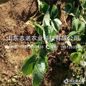 白雪公主草莓苗多少钱 白雪公主草莓苗批发基地