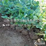 章姬草莓苗、法兰西草莓苗、甜查理草莓苗、牛奶草莓苗