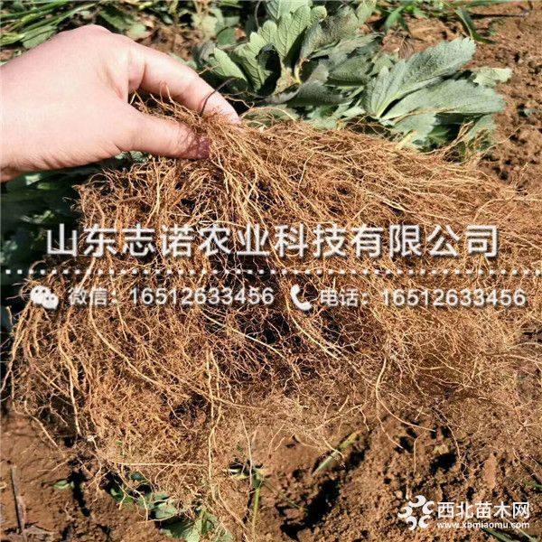 隋珠草莓苗价格、隋珠草莓苗多少钱一棵苗