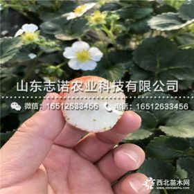 小白草莓苗多少钱 小白草莓苗批发