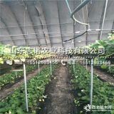 99草莓苗价格 99草莓苗批发价格