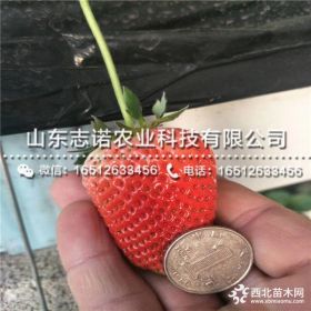 牛奶草莓苗批发、牛奶草莓苗什么价格