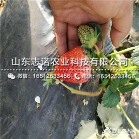 牛奶草莓苗价格、牛奶草莓苗批发基地