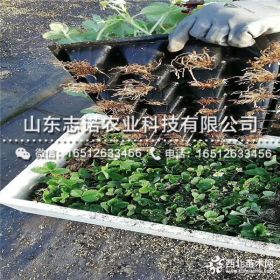 拉松6号草莓苗多少钱一棵 拉松6号草莓苗批发基地