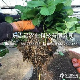 妙香7号草莓苗多少钱一棵 妙香7号草莓苗出售基地