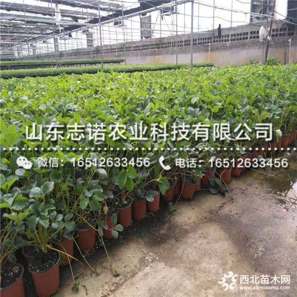 艳丽草莓苗 新品种艳丽草莓苗 艳丽草莓苗多少钱