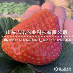 甜查理草莓苗价格 甜查理草莓苗出售基地