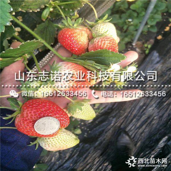 我想买桃熏草莓苗、桃熏草莓苗哪里有卖、桃熏草莓苗价格多少