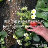 奶油草莓苗哪里有、新品种奶油草莓苗多少钱一棵