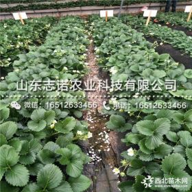 妙香草莓苗批发、新品种妙香草莓苗批发基地