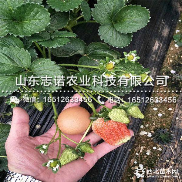 小白草莓苗、小白草莓苗价格苗