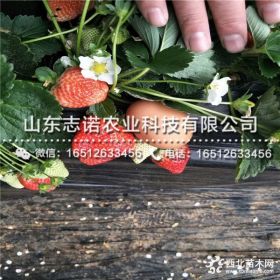 淡雪草莓苗多少钱一棵、哪里有卖淡雪草莓苗