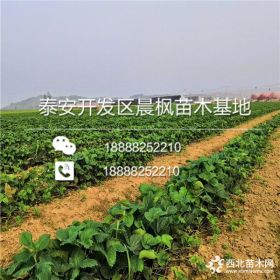 白雪公主草莓苗、白雪公主草莓苗批发、白雪公主草莓苗基地