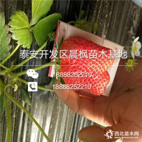 我想买奶油草莓苗、奶油草莓苗批发、奶油草莓苗多少钱