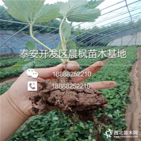 出售奶油草莓苗、出售奶油草莓苗哪有