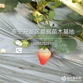 艳丽草莓苗报价 艳丽草莓苗多少钱