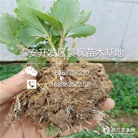 牛奶草莓苗批发价格 牛奶草莓苗多少钱